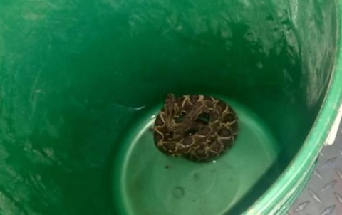 Rescataron una serpiente cascabel en la costanera de Capital durante la madrugada