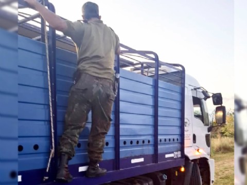 Secuestran 16 vacas y un camión en Itatí por traslado irregular: el dueño no tenía documentación y fue multado