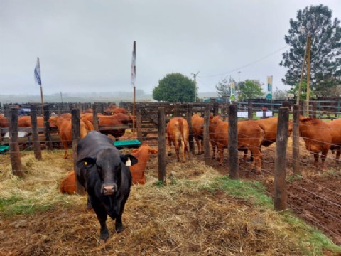Virasoro se destacó por su excelencia en genética ganadera