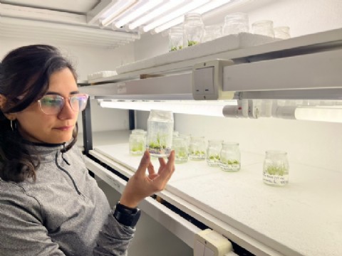 Científica correntina avanza en un proyecto de mejora genética de la cebada con fines industriales