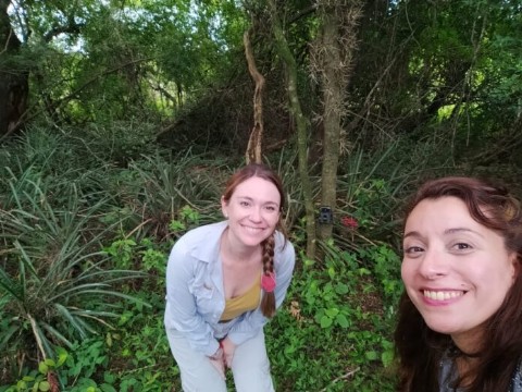 Investigadores reportaron primer oso hormiguero fuera del área de reintroducción