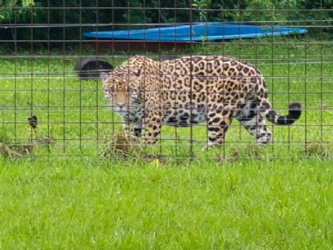 Corrientes reafirma su liderazgo en conservación: dos nuevos yaguaretés fueron liberados en el Iberá
