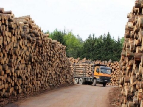 Garruchos: bajó sus persianas el aserradero más grande del país y despidió a más de 70 empleados