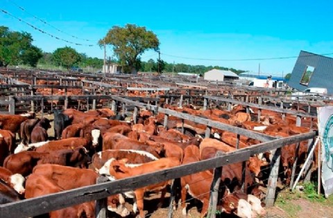 Pequeños productores denuncian robo de ganado en una localidad correntina