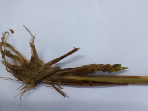 Descubren en nuestra provincia un virus del arroz que nunca había sido detectado en el país