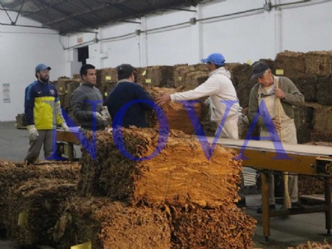 Por la sequía, la cosecha de tabaco disminuyó un 40 por ciento en esta campaña con respecto a la anterior