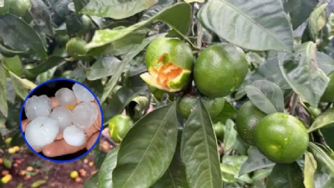 El granizo arrasó la producción citrícola en varias localidades tras un fuerte temporal
