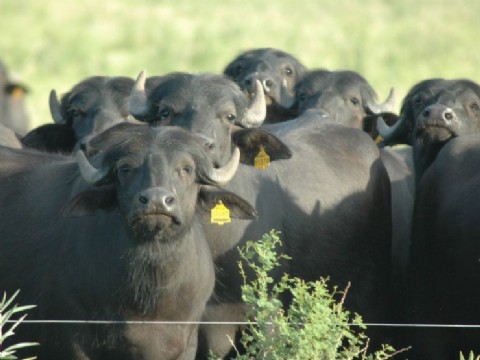Carne de búfalos, un sector en el que la Provincia aspira a escalar con productores e instituciones