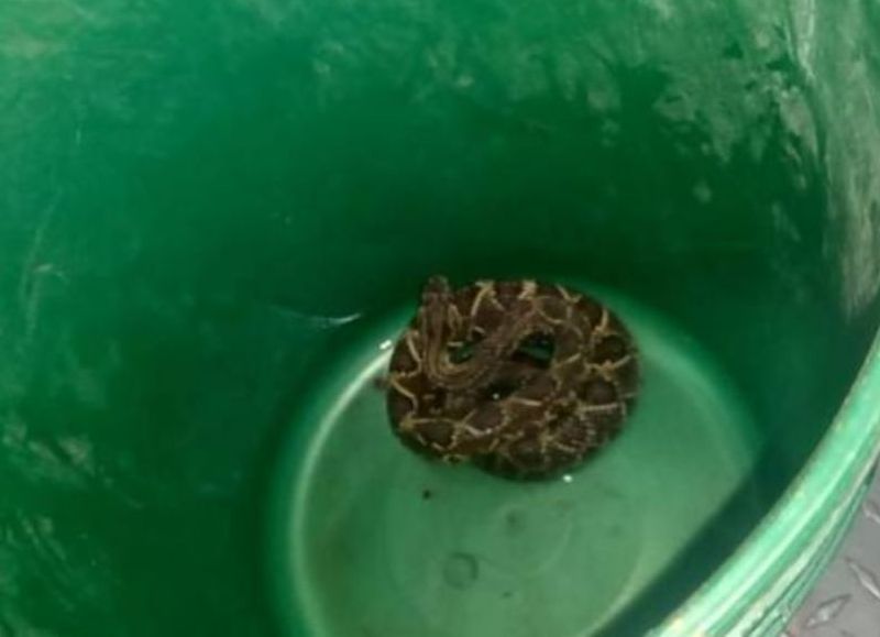 Rescataron una serpiente cascabel en la costanera de Capital durante la madrugada