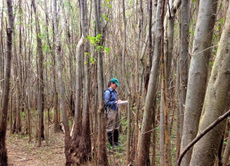 Fijan pautas para la conservación de los bosques subtropicales y fluviales de la Provincia