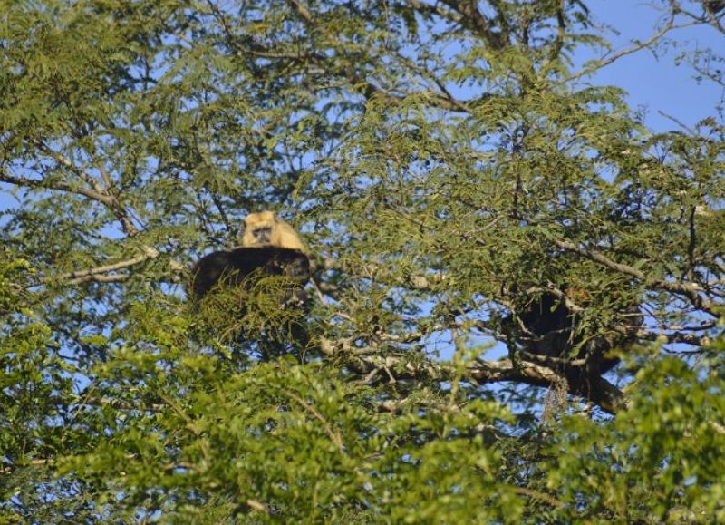 Los monos carayá no tendrían un rol paterno efectivo