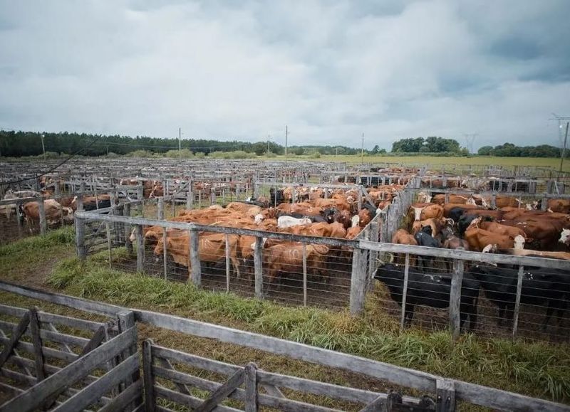 Se vendieron más de un millar de vacunos en el Remate Ganadero de Ituzaingó
