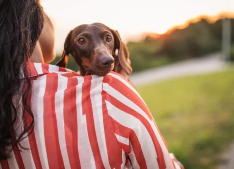 Capital: medida cautelar favorable para que una mujer pueda seguir viendo a su perro