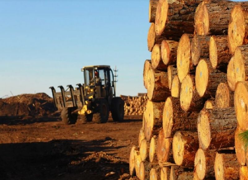 Madereros reducen la producción por la crisis económica que afecta al sector forestal