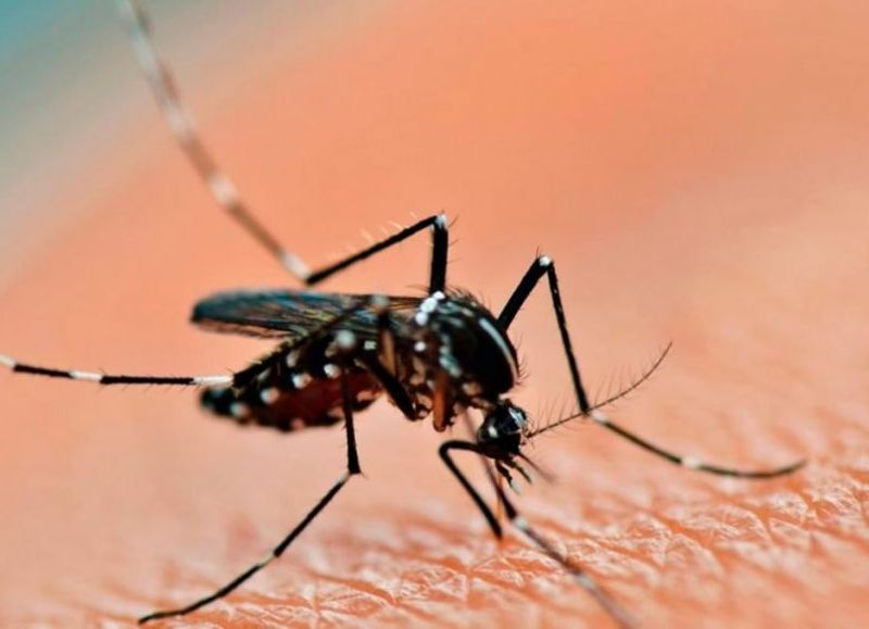 Nación informó que se registraron 2019 casos de dengue en la provincia