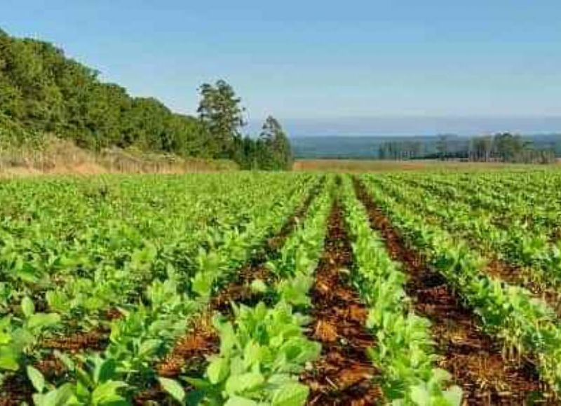 El primer lote de soja de la Argentina es producido en Corrientes