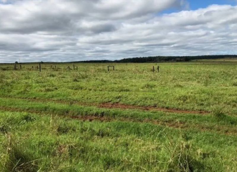 Vecinos de paraje El Ceibo denuncian cuatrerismo en Curuzú Cuatiá