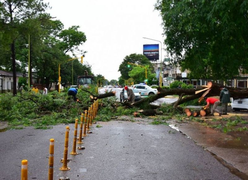 Capital: el temporal derribó seis árboles por la violencia del viento