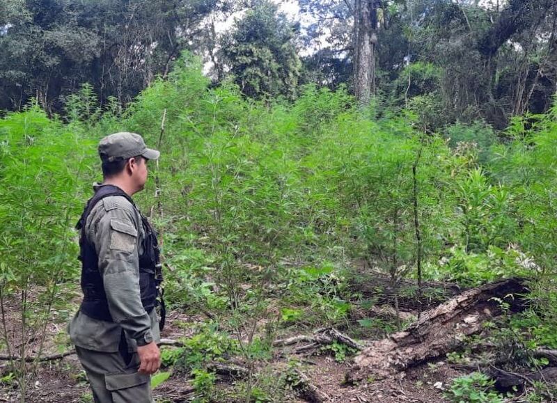 VIDEO | Gendarmería destruye plantación de marihuana en la zona de General Alvear