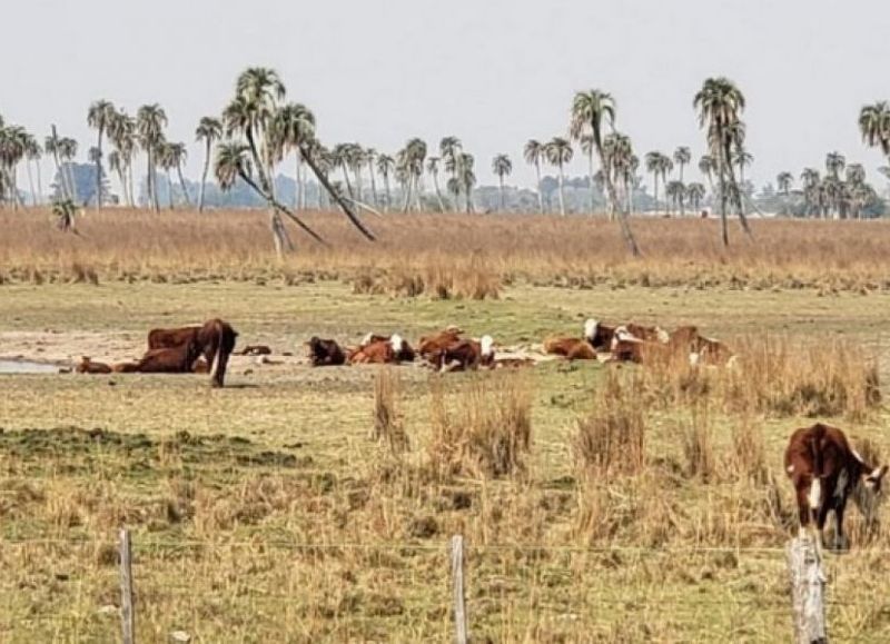 Ruralistas correntinas adhieren al paro del campo y exigen medidas extraordinarias urgentes